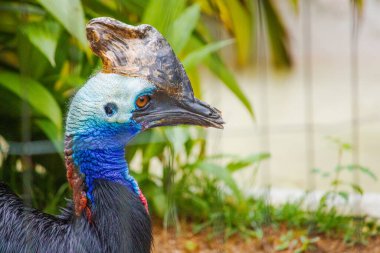 The cassowary stands behind the confines of its enclosure, its piercing eyes radiating intelligence and mystery. The striking blue and red hues of its neck and casque shine brightly against the muted tones of the habitat clipart