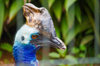 The cassowary stands behind the confines of its enclosure, its piercing eyes radiating intelligence and mystery. The striking blue and red hues of its neck and casque shine brightly against the muted tones of the habitat clipart