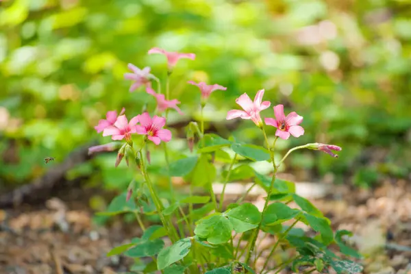 Atlantik Ormanı 'ndan gelen narin pembe egzotik çiçekler canlı bir şekilde çiçek açar, cazibelerini yemyeşil bir ortamda sergilerler..