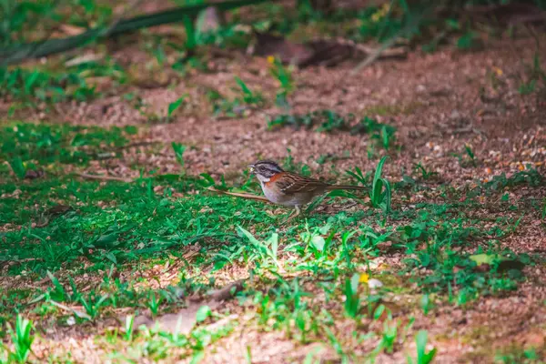 Rufous-Collared Sparrow (Zonotrichia capensis), çayırdaki mısır tanelerini gagalarken yakalanır. Kahverengi ve gri tüyleri, belirgin paslı bir yaka ile vurgulanmış, canlı otlarla çok güzel zıtlaşır.. 