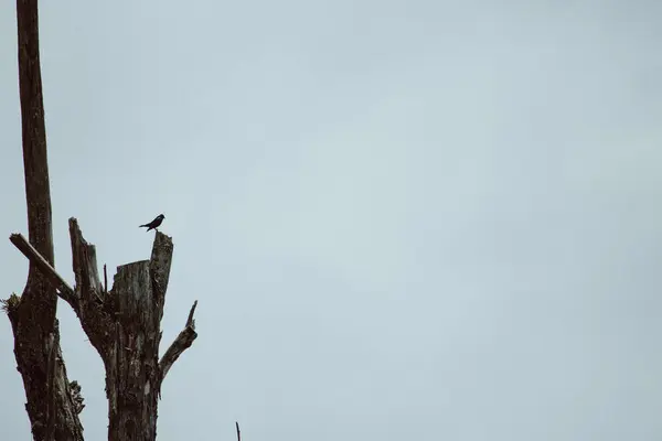 Eski, kuru bir ağacın tepesinde dinlenen bir kuş, ıssızlığın ortasında tünemiş, aşınmış dalların arasında..