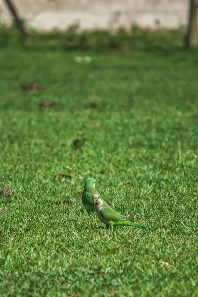 Bir katurrita kuşu (Myiopsitta monachus) yemyeşil çayıra tünemiş, açık gökyüzünün altında huzurlu bir ortamın tadını çıkarmaktadır..