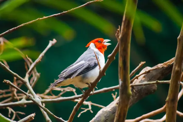 Kırmızı ibikli bir Kardinal, bir ağaç dalına nazikçe tünemiş, çarpıcı kırmızı kafası, yumuşak yeşil yapraklara çok güzel zıt düşüyor..