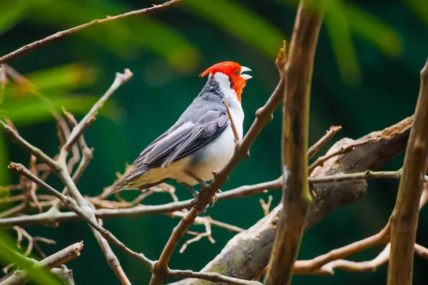 Kırmızı ibikli bir Kardinal, bir ağaç dalına nazikçe tünemiş, çarpıcı kırmızı kafası, yumuşak yeşil yapraklara çok güzel zıt düşüyor..