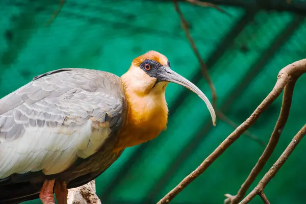 Kabarık boyunlu bir Ibis, yumuşak doğal arkaplan üzerine vurgulanan kavisli gagası ve çarpıcı tüyleri, zarif bir şekilde bir dala tünemiş..