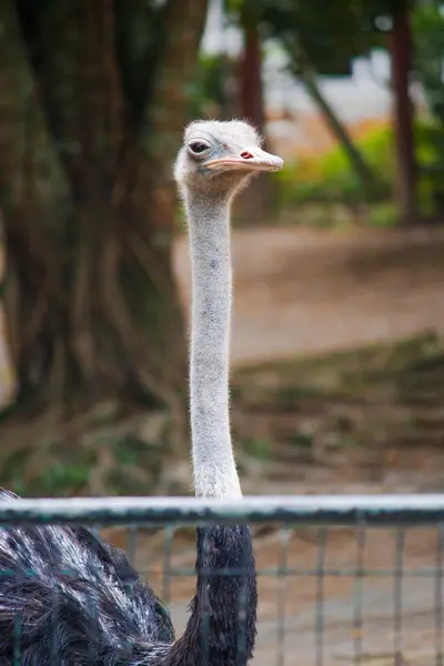 Bir devekuşu, uzun boynu zarifçe uzanıyor, gözleri, bulanık doğal bir arka plana karşı entrikayla genişliyor.