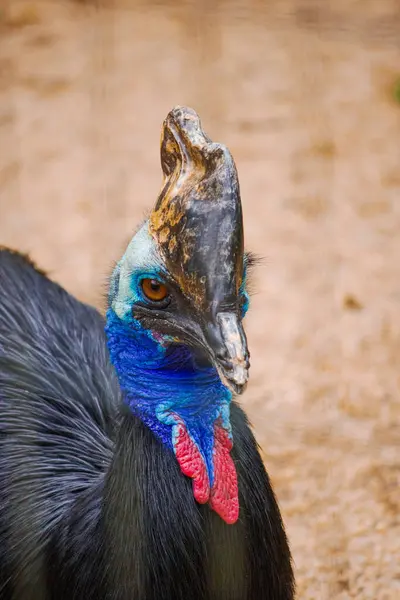 Cassowary, etrafını çevreleyen sınırların arkasında duruyor, delici gözleri zeka ve gizem saçıyor. Boynunun çarpıcı mavi ve kırmızı renkleri ve cüppesi yaşam alanının sessiz tonlarına karşı parlıyor.