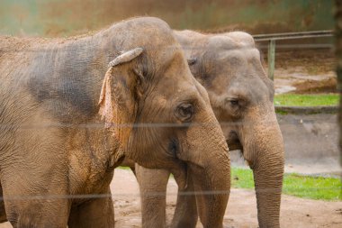 Two elephants share a quiet moment in captivity, their massive bodies pressed close as if seeking comfort. Their weathered skin, deep wrinkles, and drooping trunks tell a story of longing.  clipart