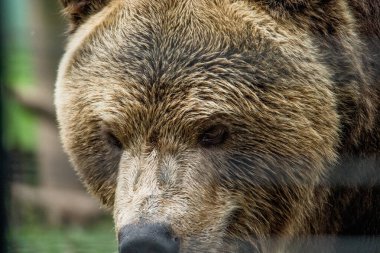 The brown bear sits in its enclosure, its rich, thick fur slightly ruffled. Its deep, soulful eyes hold a mix of curiosity and quiet melancholy.  clipart