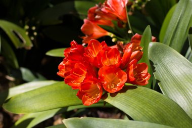 Clivia Miniata güneş ışığı altında parlar, kızgın turuncu yaprakları ve yemyeşil yaprakları çarpıcı bir doğal karşıtlık yaratır..