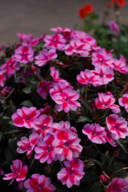 Beijo-pintado (Impatiens hawkeri) ince gradyanlar ve karmaşık damarlarla büyüleyici pembe taç yaprakları sergiler. İnce su damlacıkları narin yüzeyinde dinlenerek tazeliğini arttırır.. 