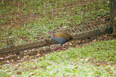 A slaty-breasted wood rail (Aramides saracura) walks calmly on the lush garden grass beside a rustic wooden fence. Its brownish plumage with subtle streaks blends harmoniously with the natural environment. clipart