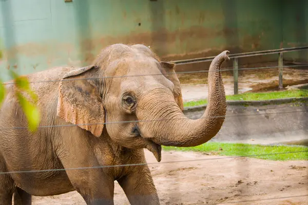 Yalnız bir fil, kapalı bir hayvanat bahçesi duvarında dinlenir. Devasa gövdesi, dayanıklılığını taşır. Ama gözlerinde derin bir hüzün vardır. Sert, gri cilt, çıplak çevreyle çelişiyor. Filin özgürlüğe olan sessiz özlemini vurguluyor.