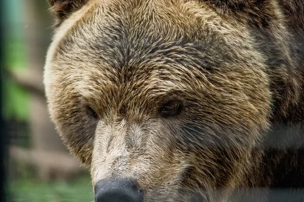 Kahverengi ayı, zengin, kalın kürkü hafif dalgalı bir şekilde muhafazasında oturur. Derin, duygulu gözleri merakla melankolinin karışımını barındırır.. 