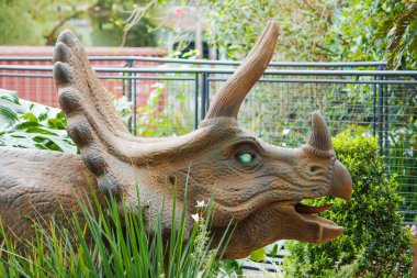 Bir Triceratops, alçak bitki örtüsünün içinden geçer. Devasa boynuzları ve engebeli fırfırları yemyeşil çimenlere karşı durmaktadır..