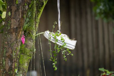 Beyaz bir spor ayakkabı ağaca asılır, yeşillik dolu bir ekici olarak yeniden tasarlanır ve doğayla neşe içinde buluşur..