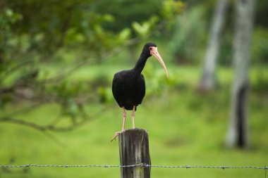  Bu fotoğraf siyah yüzlü Ibis 'i (Phimosus infuscatus) yeşil otlaktaki kırsal ahşap bir çitin üzerinde zarif bir şekilde tünemiş olarak yakalar. İnce, kavisli gagası ve parlak, siyah tüyleri kırsal alana çarpıyor..