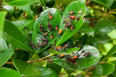 Birkaç Phthiacnemia picta böceği yeşil ağaç yaprakları üzerinde kümelenir, desenli vücutları etraflarındaki doğal dokularla harmanlanır.