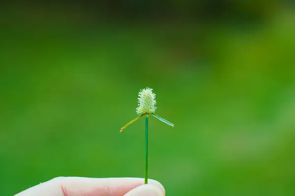 Bir el nazikçe küçük bir Cyperus haspan tutar, narin sapları yumuşak, bulanık yeşil bir arka plana karşı durmaktadır..
