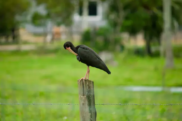 Bu fotoğraf siyah yüzlü Ibis 'i (Phimosus infuscatus) yeşil otlaktaki kırsal ahşap bir çitin üzerinde zarif bir şekilde tünemiş olarak yakalar. İnce, kavisli gagası ve parlak, siyah tüyleri kırsal alana çarpıyor.