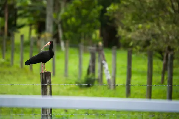 Bu fotoğraf siyah yüzlü Ibis 'i (Phimosus infuscatus) yeşil otlaktaki kırsal ahşap bir çitin üzerinde zarif bir şekilde tünemiş olarak yakalar. İnce, kavisli gagası ve parlak, siyah tüyleri kırsal alana çarpıyor.