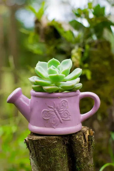 Çekici bir sulu tencerenin içinde oturur. Şirinliği yumuşak ışıkta doğal zarafetle harmanlar.