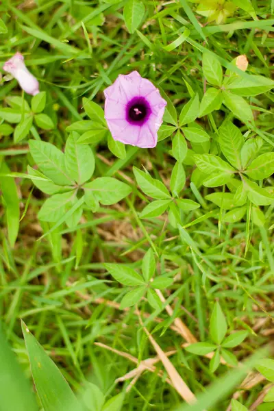 Narin, açık pembe bir çiçek çimenlerin üzerinde hafifçe açar, canlı yeşil çimlere yumuşak bir güzellik katar.
