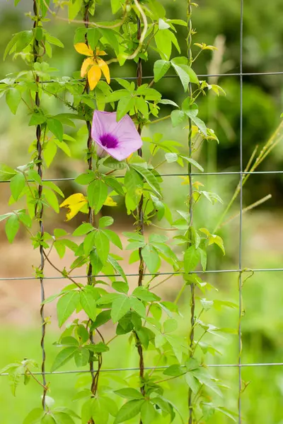 Bu çarpıcı fotoğraf, arka bahçedeki metal bir çitin dar boşluğunda açan tek bir canlı çiçek yakalıyor. Hassas taç yaprakları ve ızgaranın sert, endüstriyel çizgileri arasındaki zıtlık güçlü bir görsel etki yaratıyor.. 