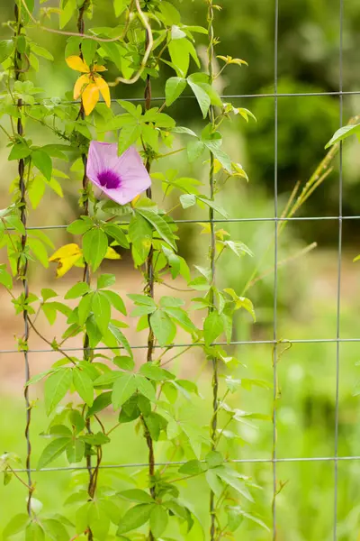 Bu çarpıcı fotoğraf, arka bahçedeki metal bir çitin dar boşluğunda açan tek bir canlı çiçek yakalıyor. Hassas taç yaprakları ve ızgaranın sert, endüstriyel çizgileri arasındaki zıtlık güçlü bir görsel etki yaratıyor.. 
