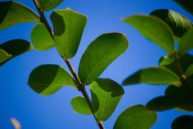 Canlı yeşil yapraklar açık mavi gökyüzüne ulaşır, güneş ışığında parlar ve mükemmel bir günün tazeliğini yakalar..