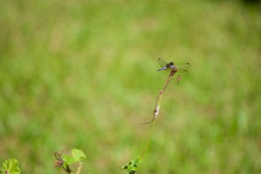 Bu detaylı fotoğraf, çimenli bir çimenliğin ortasında, ince bir dal üzerinde sakince tünemiş bir yusufçuk yakalar. Şeffaf kanatları ince damarları ortaya çıkarır. Işığı ince bir parıltıyla yakalar.. 