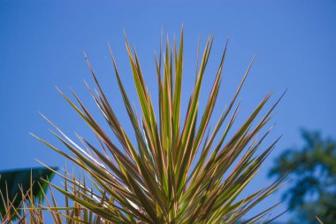 Dracaena angustifolia narin yeşil yapraklarıyla zarif bir şekilde yükselir. Titreyen mavi gökyüzüne bastırır ve tropikal dinginlik yayar..
