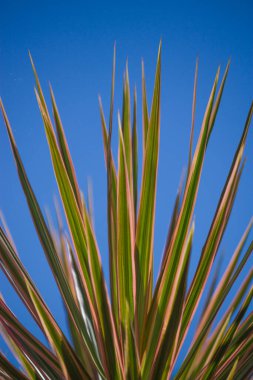 Dracaena angustifolia narin yeşil yapraklarıyla zarif bir şekilde yükselir. Titreyen mavi gökyüzüne bastırır ve tropikal dinginlik yayar..