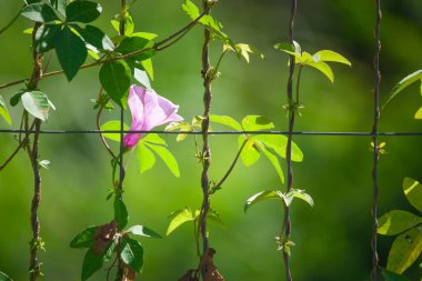 Bu çarpıcı fotoğraf, arka bahçedeki metal bir çitin dar boşluğunda açan tek bir canlı çiçek yakalıyor. Hassas taç yaprakları ve ızgaranın sert, endüstriyel çizgileri arasındaki zıtlık güçlü bir görsel etki yaratıyor.. 