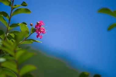 Canlı bir çatırtı mersin çiçeği parlak detaylarıyla çiçek açar, arka plandaki açık mavi gökyüzüne güzel bir şekilde karşı durarak.