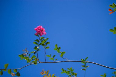 Canlı bir çatırtı mersin çiçeği parlak detaylarıyla çiçek açar, arka plandaki açık mavi gökyüzüne güzel bir şekilde karşı durarak.