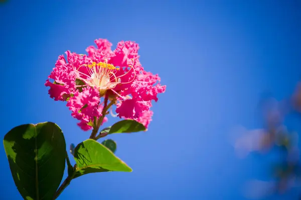 Canlı bir çatırtı mersin çiçeği parlak detaylarıyla çiçek açar, arka plandaki açık mavi gökyüzüne güzel bir şekilde karşı durarak.