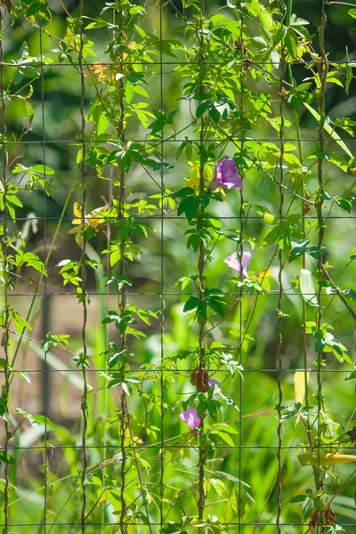 Bu çarpıcı fotoğraf, arka bahçedeki metal bir çitin dar boşluğunda açan tek bir canlı çiçek yakalıyor. Hassas taç yaprakları ve ızgaranın sert, endüstriyel çizgileri arasındaki zıtlık güçlü bir görsel etki yaratıyor.. 