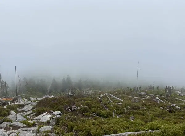 stock image Foggy Mountain Forest Clearing