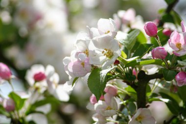 Çiçeklerle dolu elma dalından