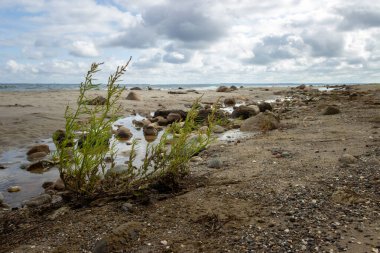 Sahilde taş ve bitkiler ve karanlık bir gökyüzü.