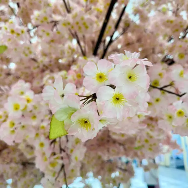 Yumuşak Pembe Kiraz Çiçekleri Tamamen Çiçek Açtı