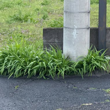 Beton bir kutbun etrafında büyüyen yeşil bitkiler