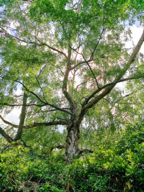 Beyaz ve kahverengi ağaçlar yapraklarla çevrili ve bulutlarla dolu güneşli bir yaz günü..