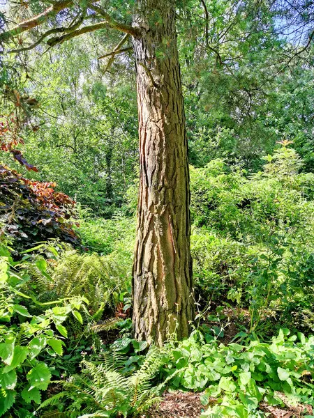 stock image Close-up of the base of the tree surrounded by greenery