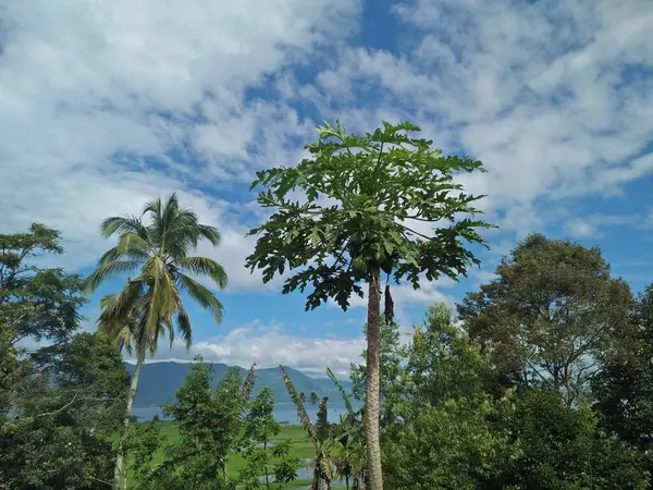 Papaya, Hindistan Cevizi ve Açık Mavi Gökyüzü ve Beyaz Bulutlara Bakan Diğer Ağaçların Arkaplan Tasarımı