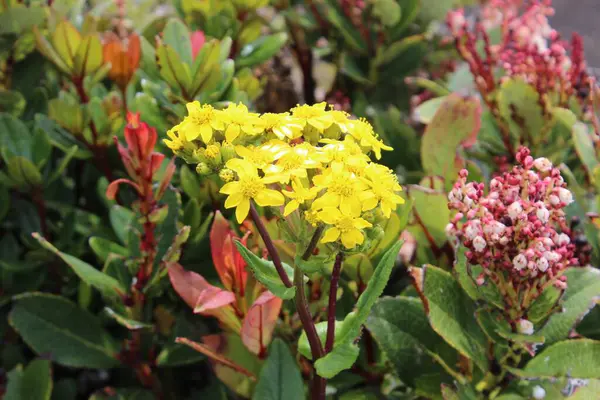 Sarı Çiçekler. Bokeh Estetik Arkaplanı