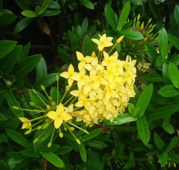 Bahçede güzel Ixora ya da Soka çiçeklerinin Desain arka planı büyür.