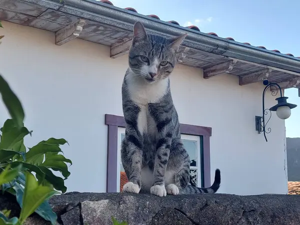 Çatıdaki kedi.