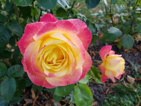 stock image beautiful colorful flower in the garden